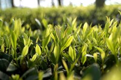 茶叶气象服务中心：合力构建服务标准化规范化新局面