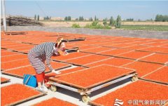 枸杞气象服务中心：夯基础建机制 枸杞服务增活力