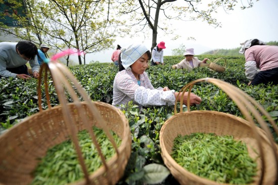 图文：碧口镇马家山村茶农在采摘春茶