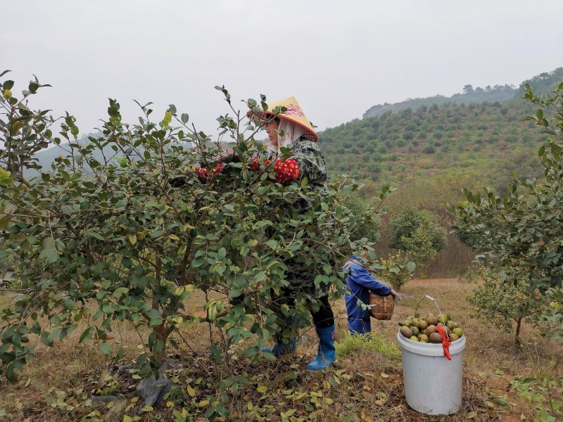 宜春：特色气象服务助力油茶飘香迎丰收