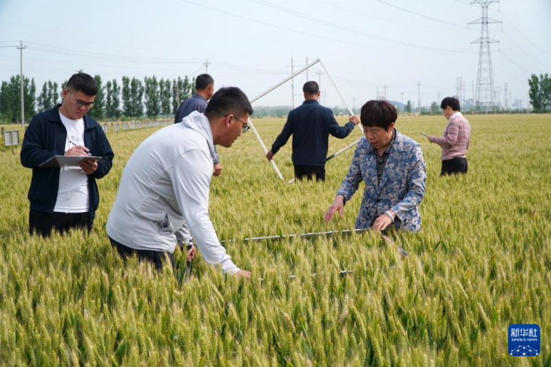 山东巨野：高标准农田种植小麦丰收在望