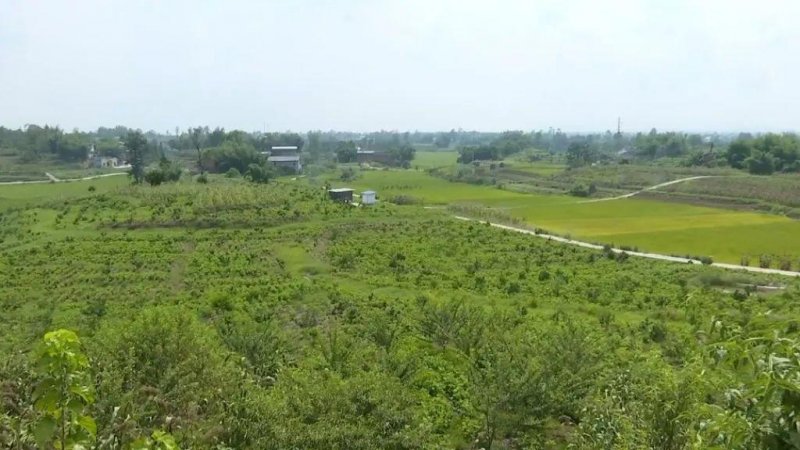 【聚焦】宜机化率达85％！荣昌累计建成高标准农田58.74万亩