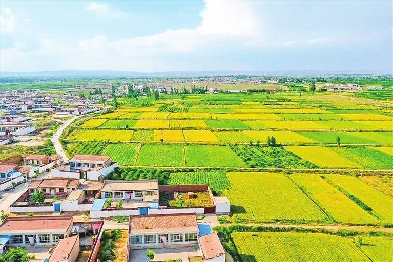 【图片新闻】兰州新区秦川园区高标准农田农作物长势喜人
