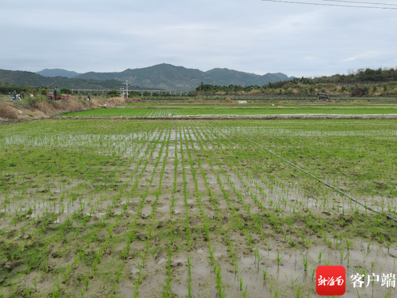 三亚6000多亩新建高标准农田开工