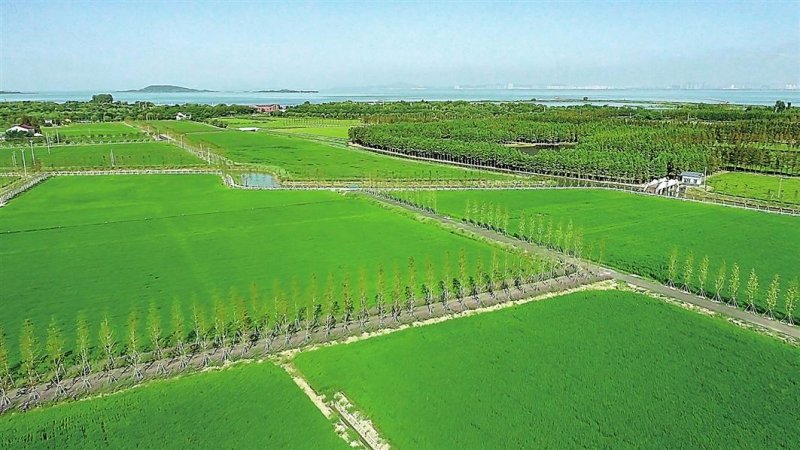 现代化高标准农田长这样
