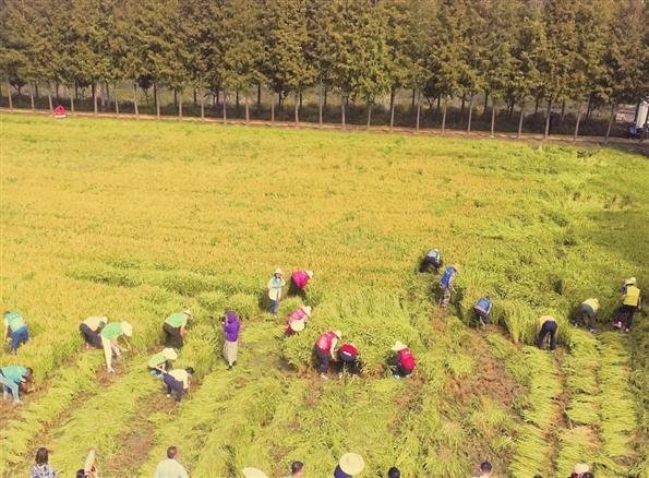 一片好“丰”景 5620亩高标准农田首开镰