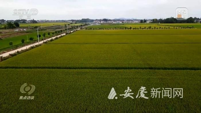《焦点访谈》关注安庆高标准农田建设
