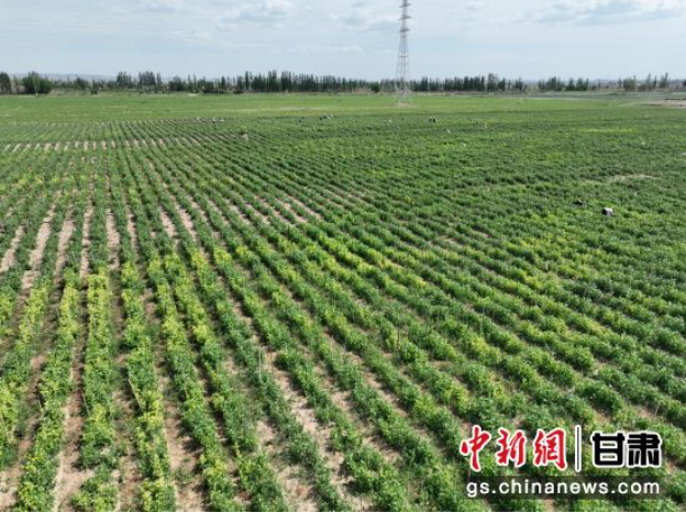兰州新区打造高标准农田“精智”标杆：风景亦“丰景”
