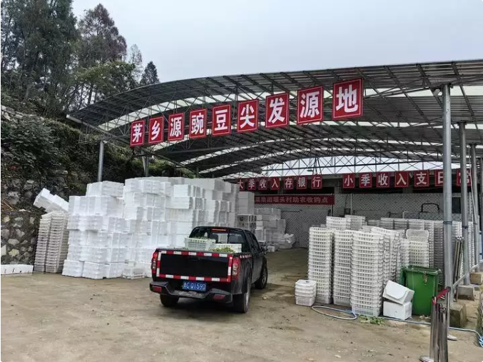 仁怀长岗镇：高标准农田建设绘出现代农业“新丰景”