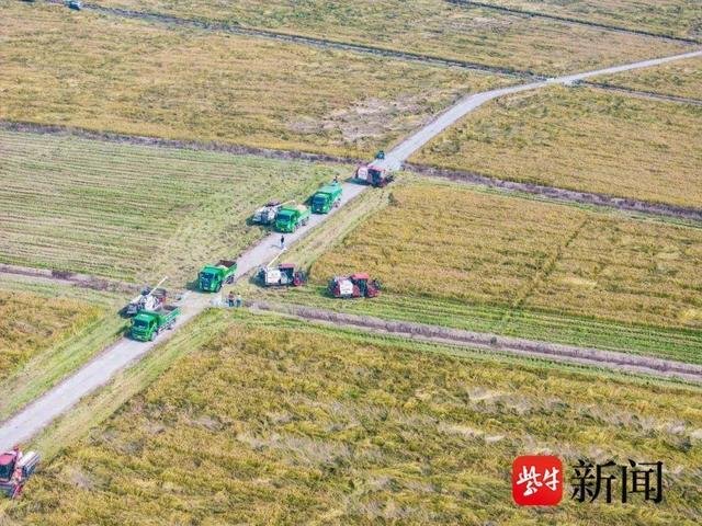鱼塘变身高标准农田，亩产超千斤