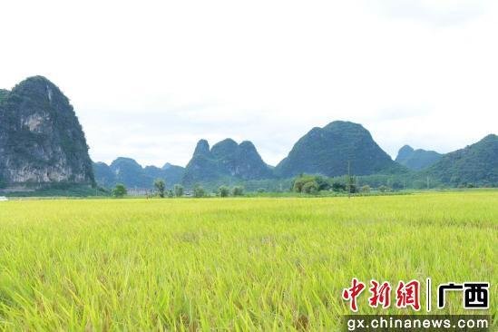 “国字号”认可 广西柳江农田“高标准”及稳粮“有底气”