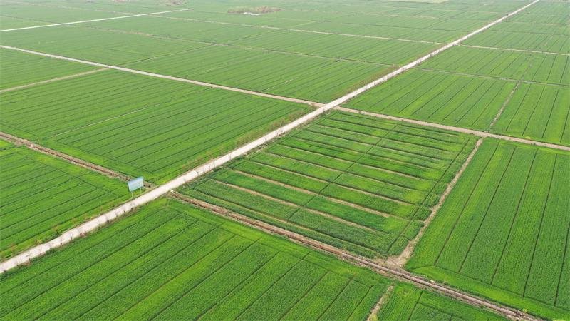 沃野良田绘新景 科技赋能促振兴——宜城市高标准农田建设纪实